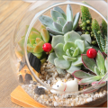 Terrarium succulent en verre à facettes soufflé à la main géométrique